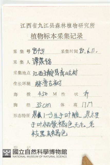 山茱萸藏品圖，第2張