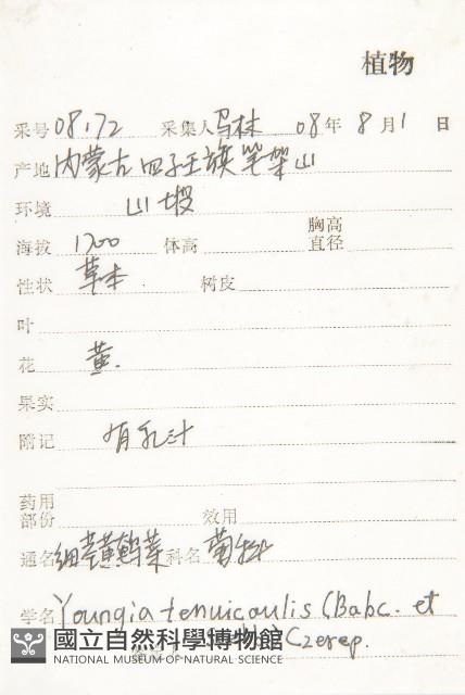 細葉黃鵪菜藏品圖，第2張