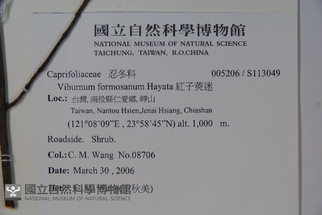 紅子莢迷藏品圖，第2張