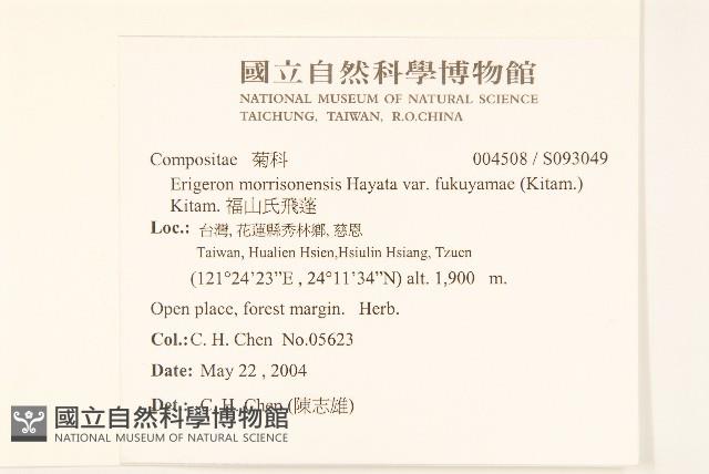 福山氏飛蓬藏品圖，第2張