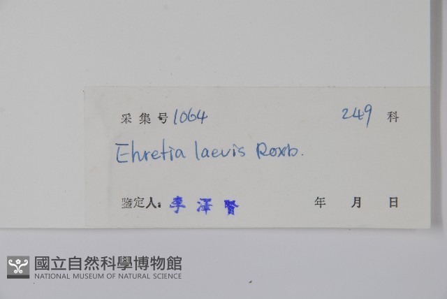 毛萼厚殼樹藏品圖，第2張