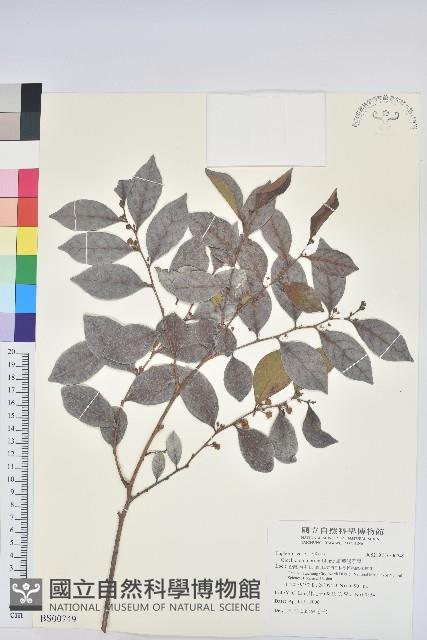 臺灣油點草藏品圖，第1張