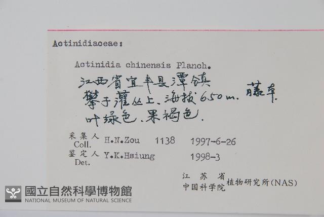 獼猴桃、奇異果藏品圖，第2張