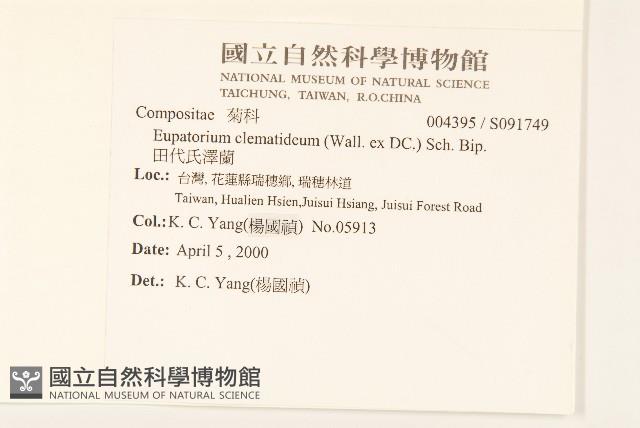 田代氏澤蘭藏品圖，第2張