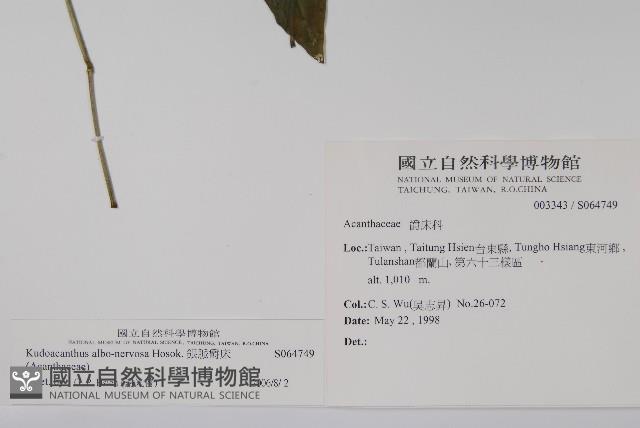 銀脈爵床藏品圖，第2張