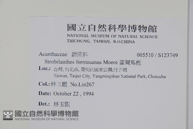 臺灣馬藍藏品圖，第2張