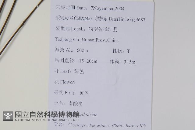 南酸棗藏品圖，第2張