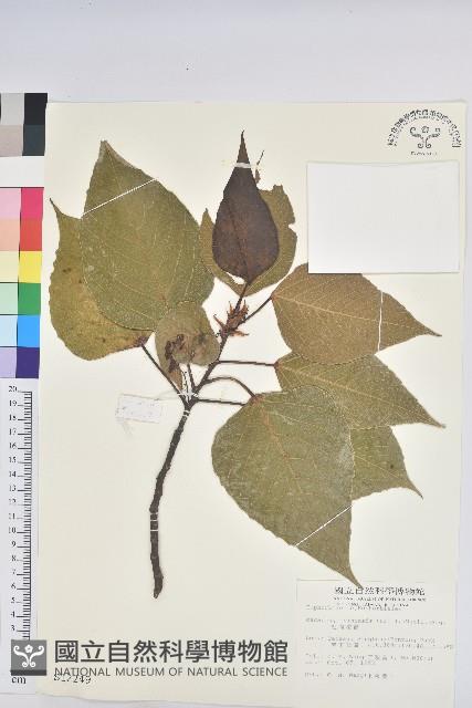 紅肉橙蘭、華血桐藏品圖，第1張