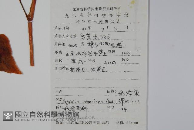 秋海棠藏品圖，第2張