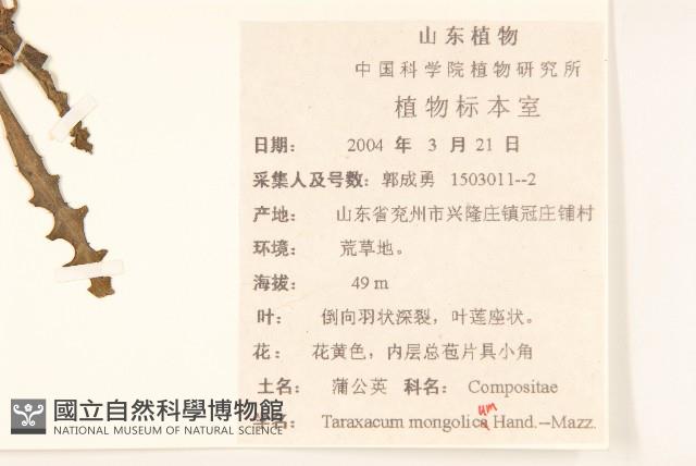 蒲公英藏品圖，第2張