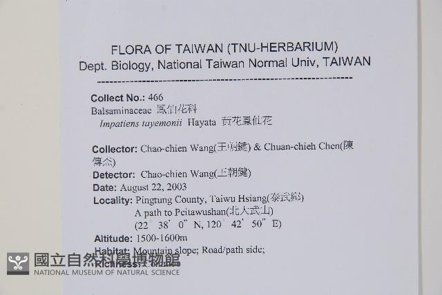 黃花鳳仙花藏品圖，第2張