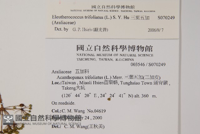 三葉五加藏品圖，第2張