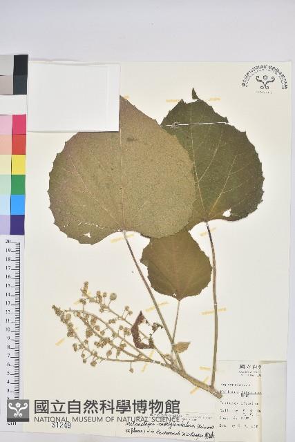 蟲屎藏品圖，第1張