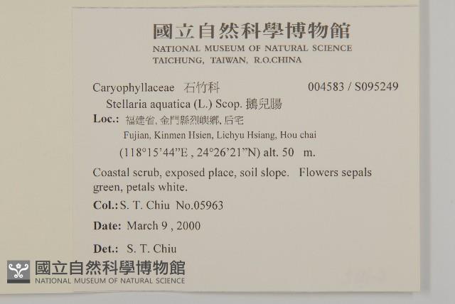 鵝兒腸藏品圖，第2張