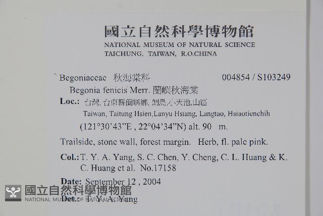 蘭嶼秋海棠藏品圖，第2張