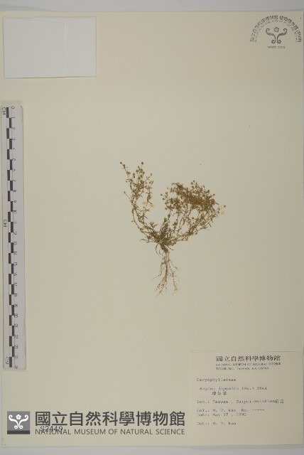 瓜槌草、漆姑草藏品圖，第1張