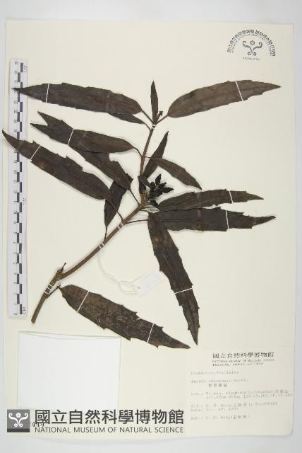 桃葉珊瑚藏品圖，第1張