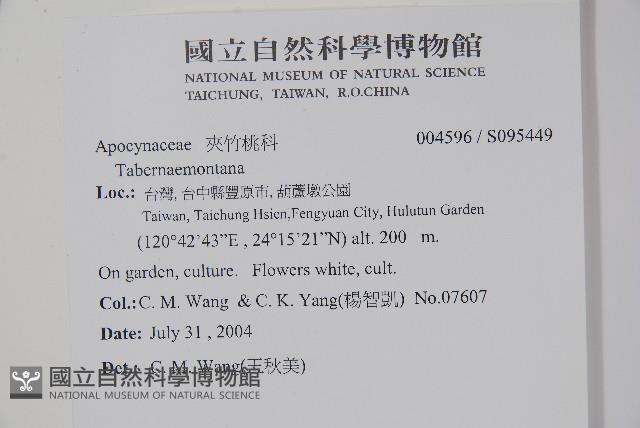 馬島懸枝花藏品圖，第2張