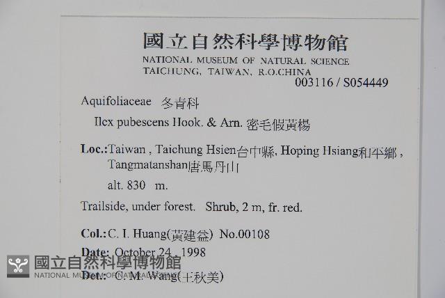 密毛假黃楊藏品圖，第2張