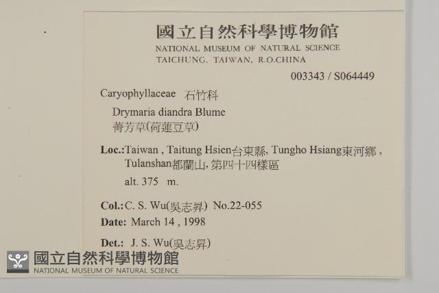 荷蓮豆草、菁芳草藏品圖，第2張