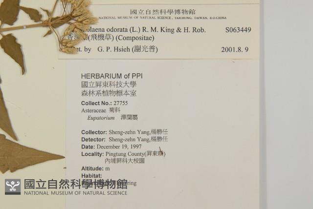 香澤蘭、飛機草藏品圖，第2張