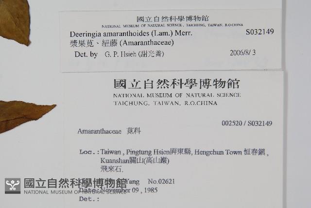 漿果莧、紐藤藏品圖，第2張