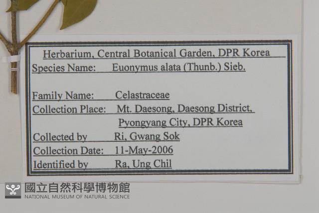 衛矛、錦木藏品圖，第2張