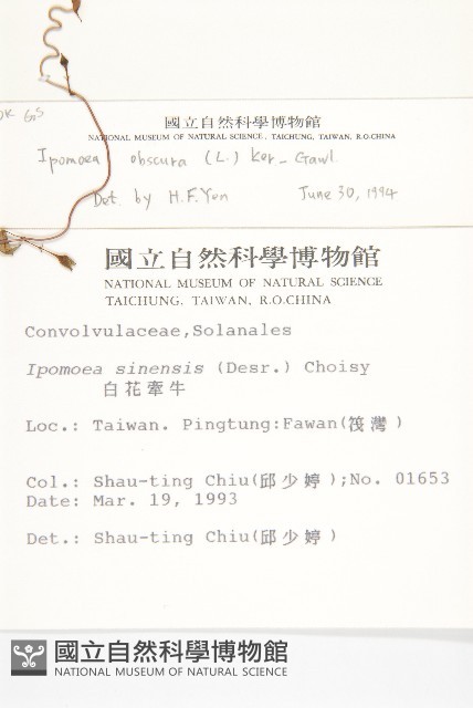 野牽牛藏品圖，第2張