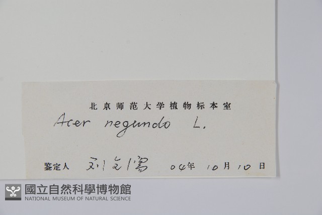 梣葉槭藏品圖，第2張