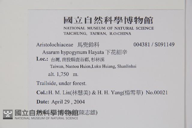 下花細辛藏品圖，第2張