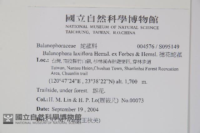 穗花蛇菰藏品圖，第2張