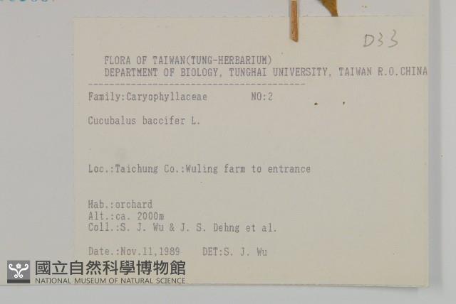 狗筋蔓藏品圖，第2張