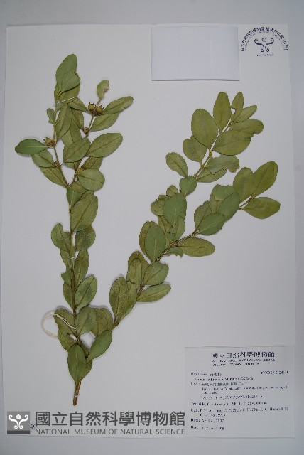 琉球黃楊藏品圖，第1張