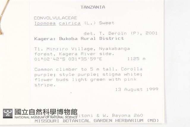 番仔藤藏品圖，第2張