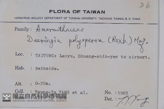 多子漿果莧藏品圖，第2張