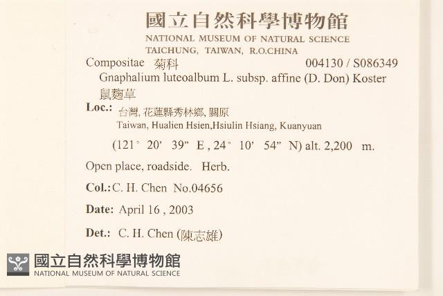 鼠麴草藏品圖，第2張