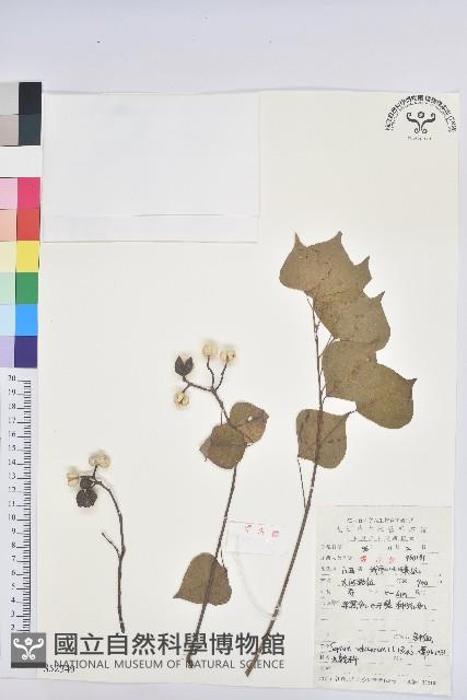 Chinese Tallow-tree Collection Image