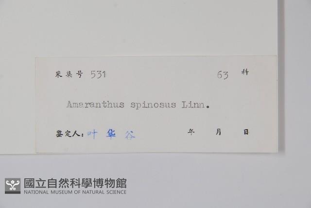 刺莧藏品圖，第2張