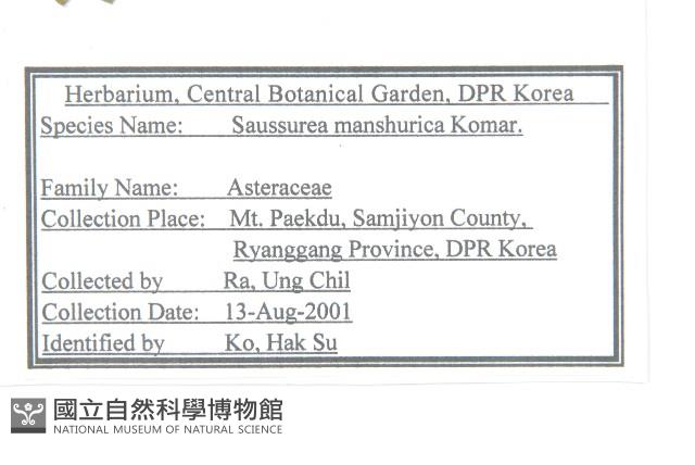 東北鳳毛菊藏品圖，第2張