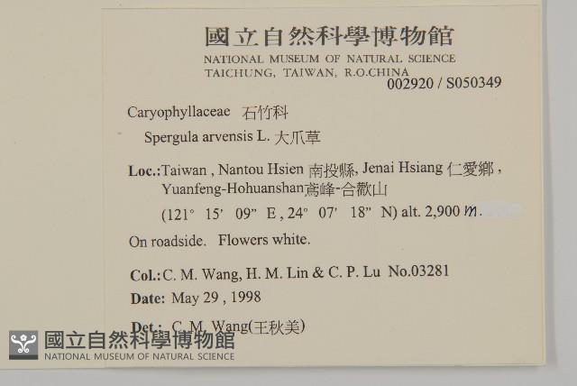 大爪草藏品圖，第2張