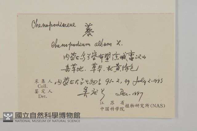 藜、灰藜藏品圖，第2張