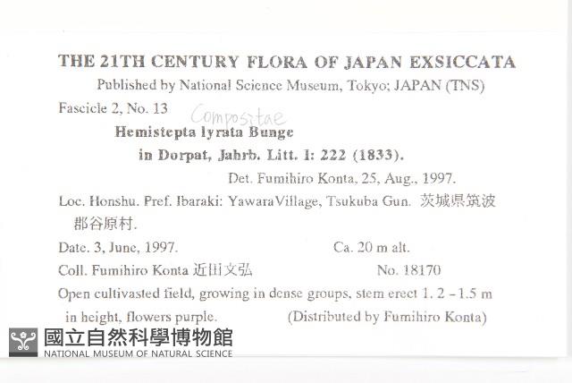 泥胡菜藏品圖，第2張