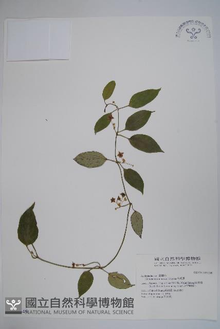 布朗藤藏品圖，第1張