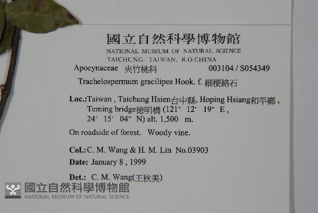 細梗絡石藏品圖，第2張