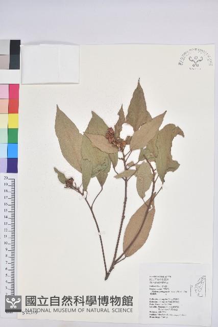 粗糠柴藏品圖，第1張