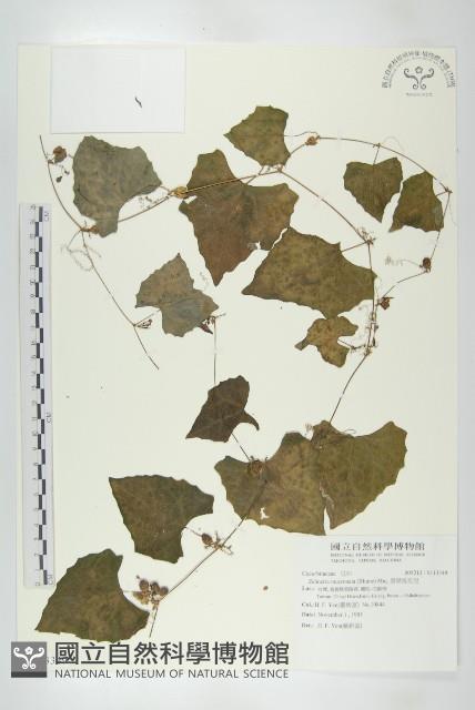 黑果馬交兒藏品圖，第1張