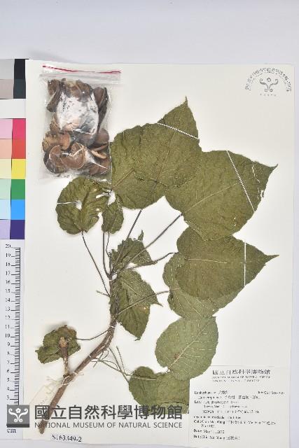 沙盒樹、響盒樹、洋紅藏品圖，第2張