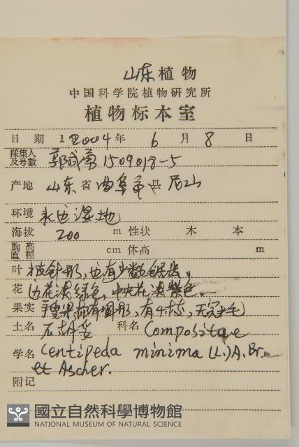 石胡荽、吐金草藏品圖，第2張