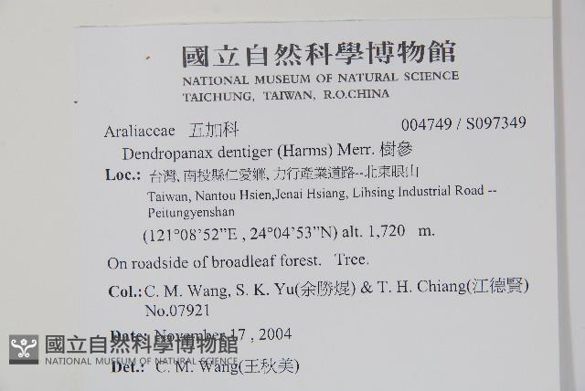 臺灣樹參藏品圖，第2張