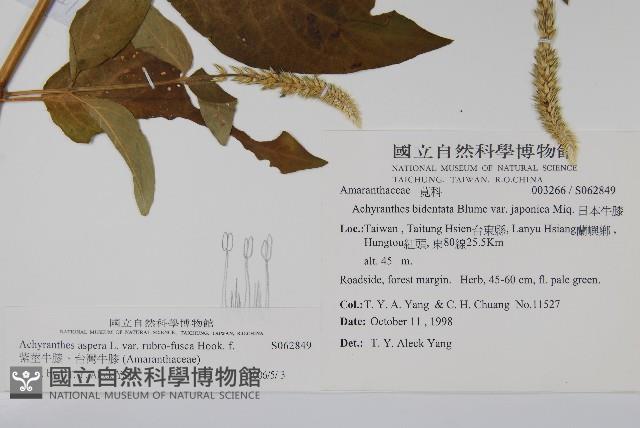 紫莖牛膝、台灣牛膝藏品圖，第2張